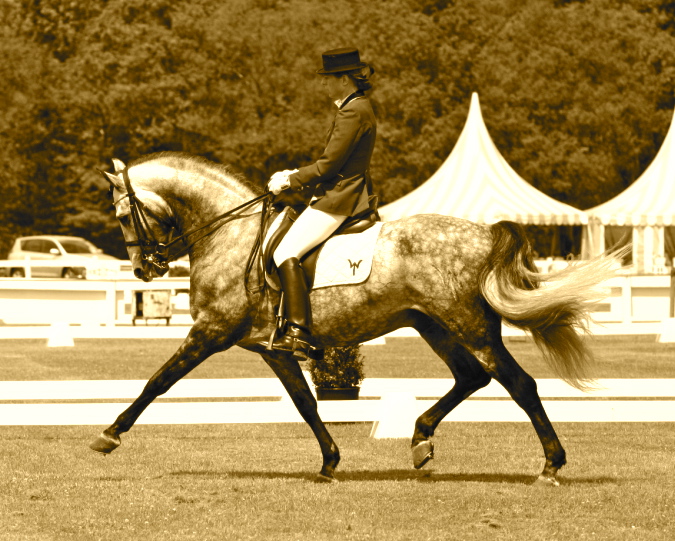 Herron-sport.jpg Herron-sport.jpg